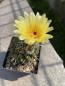 Preview: Notocactus submammulosus